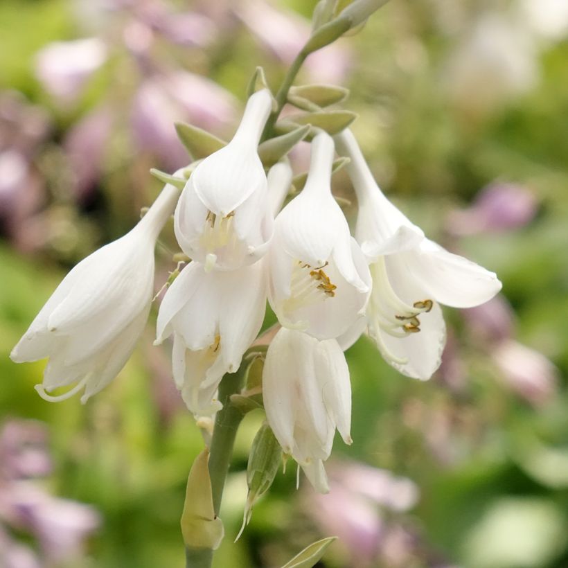 Hosta Big Daddy (Flowering)