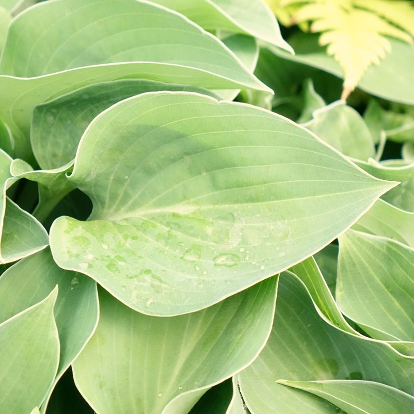 Hosta Blue Cadet (Foliage)