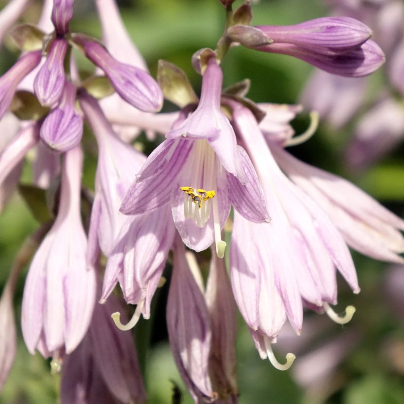 Hosta Blue Cadet (Flowering)