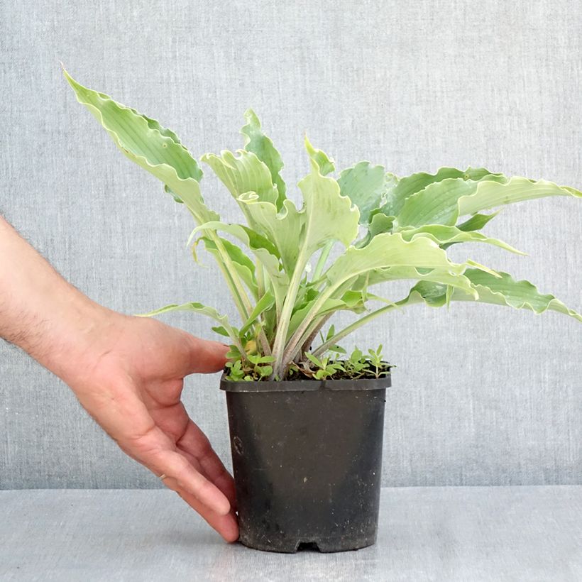 Spécimen de Hosta Blue Cascade Pot de 1,5L/2L tel que livré au printemps