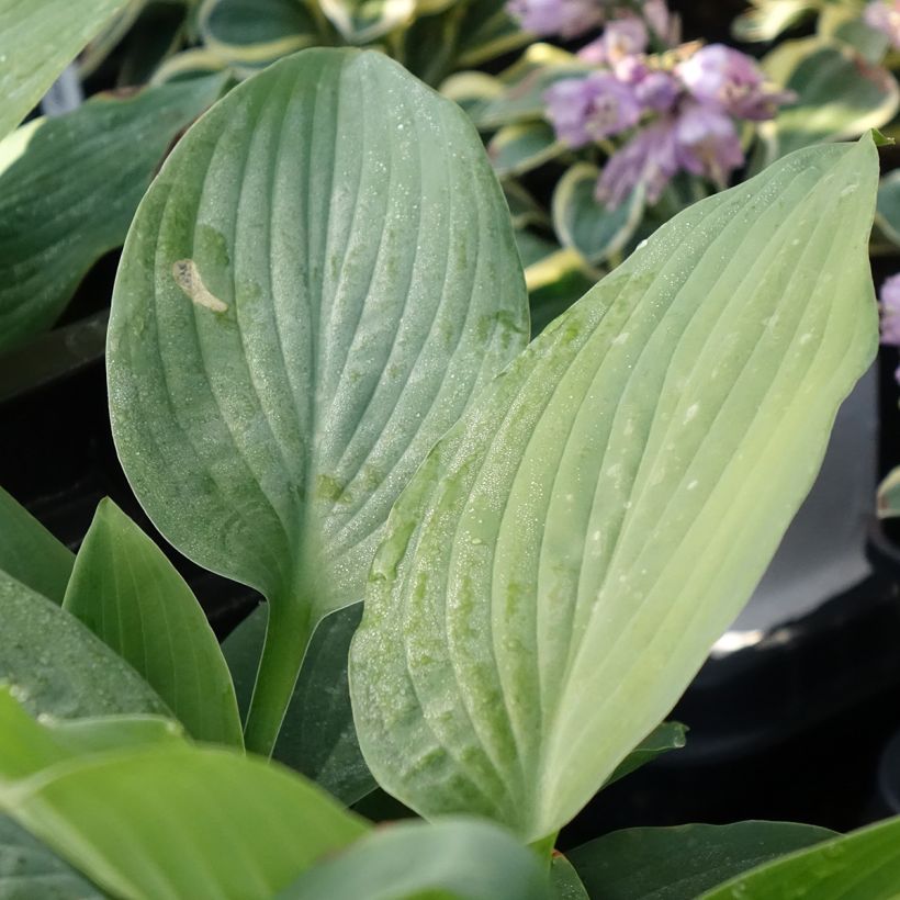 Hosta Blue Mammoth (Foliage)