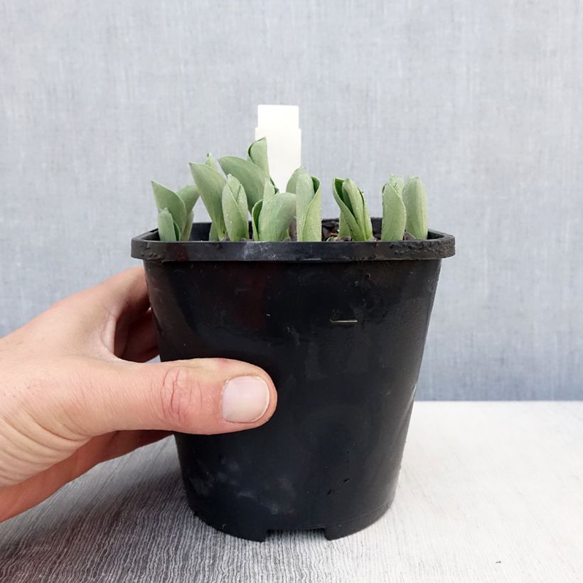 Spécimen de Hosta Blue Mouse Ears - Hosta bleu miniature Pot de 1,5L/2L tel que livré au printemps