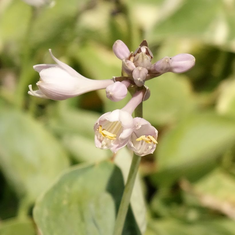 Hosta Blue Umbrellas (Floraison)