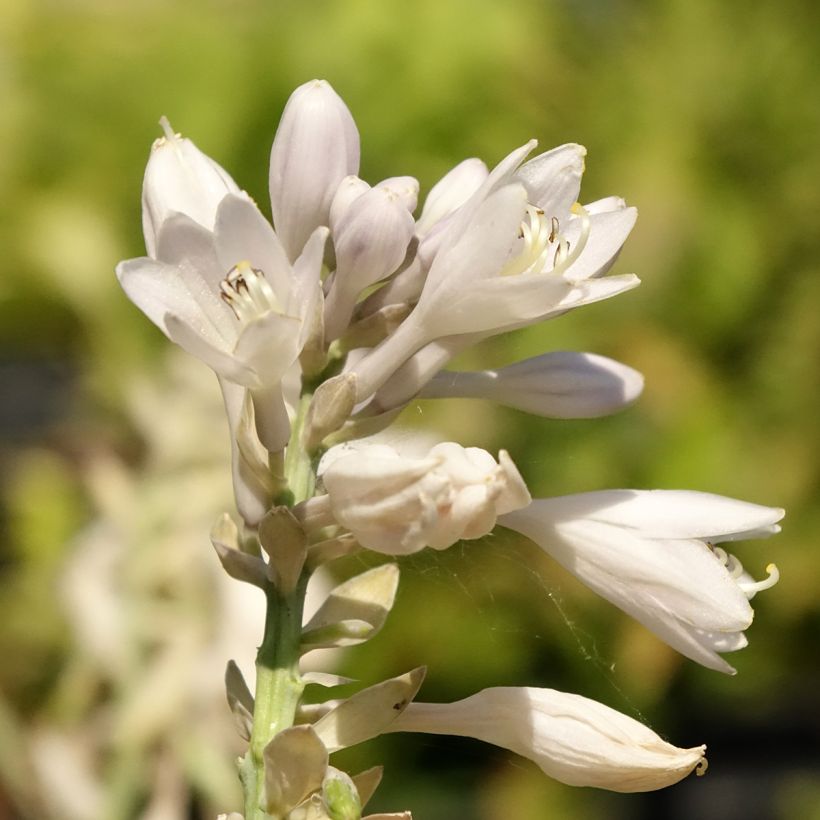 Hosta Blue Vision (Floraison)
