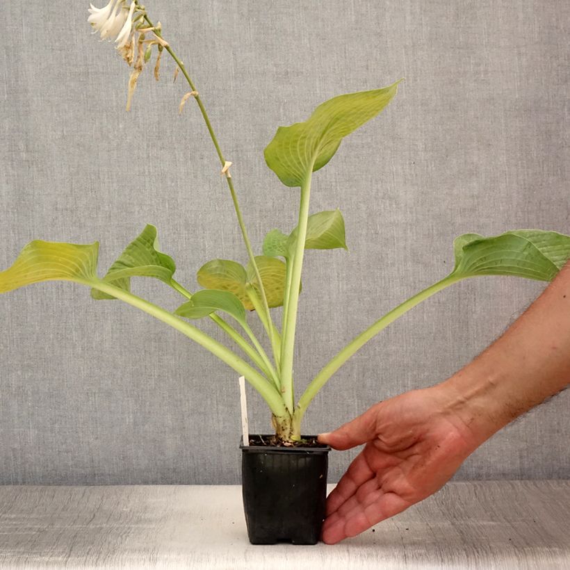 Spécimen de Hosta Bressingham Blue Godet de 8/9 cm tel que livré en été