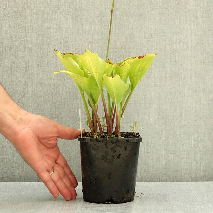 Spécimen de Hosta Celtic Uplands Pot de 1,5L/2L tel que livré en été
