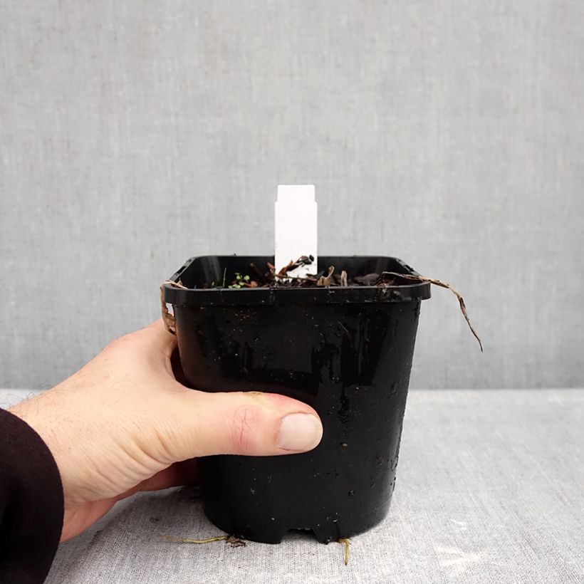 Spécimen de Hosta Curly Fries Pot de 1,5L/2L tel que livré en automne