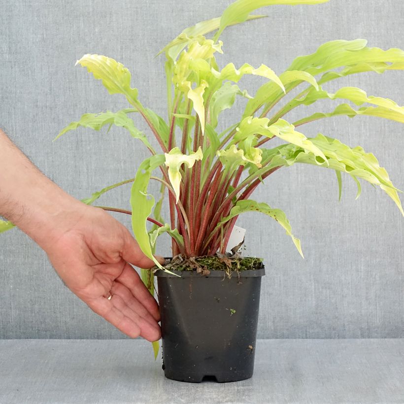 Spécimen de Hosta Curly Fries Pot de 1,5L/2L tel que livré au printemps