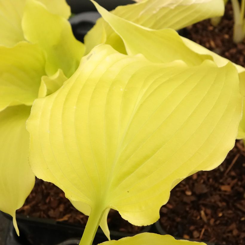 Hosta Dancing Queen (Feuillage)
