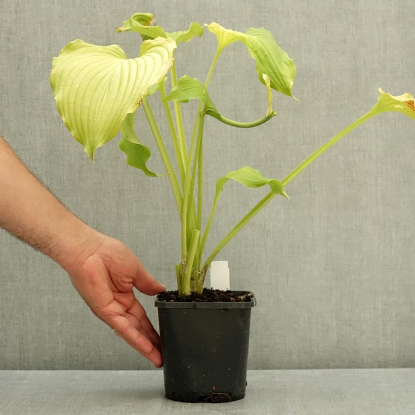 Spécimen de Hosta Dancing Queen Pot de 1,5L/2L tel que livré en été