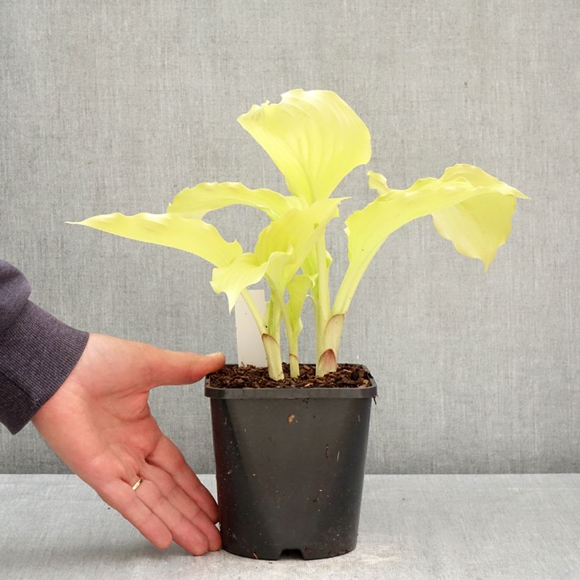 Spécimen de Hosta Dancing Queen Pot de 1,5L/2L tel que livré au printemps