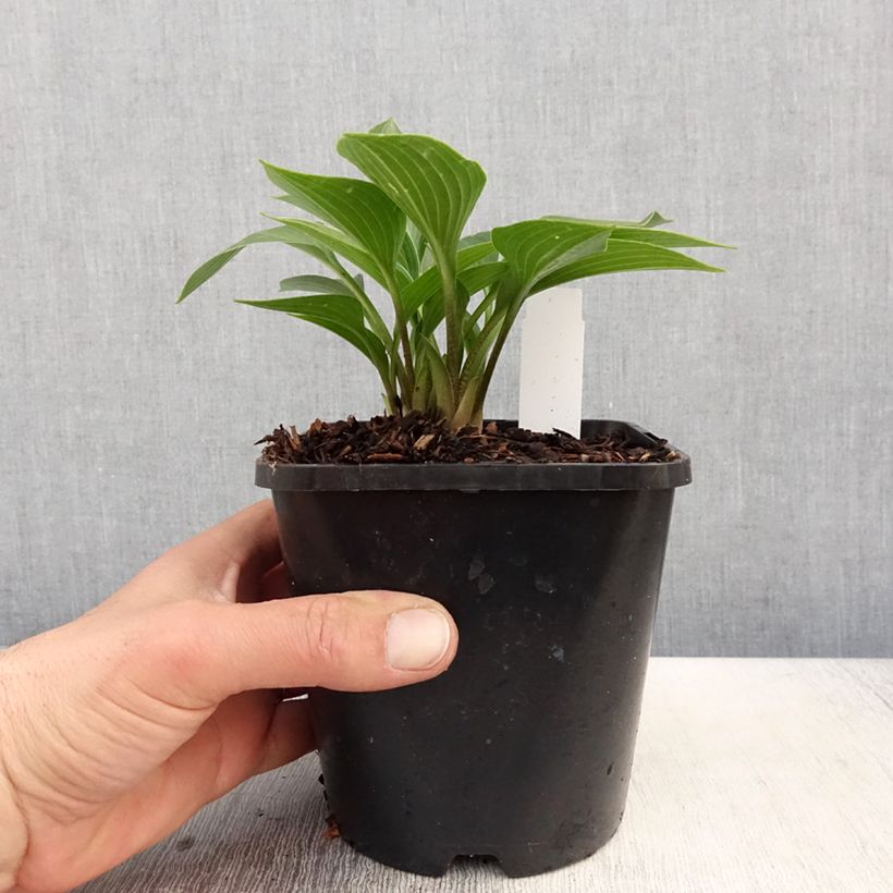Example of Hosta Devon Green Pot de 1,5L/2L as you get in printemps