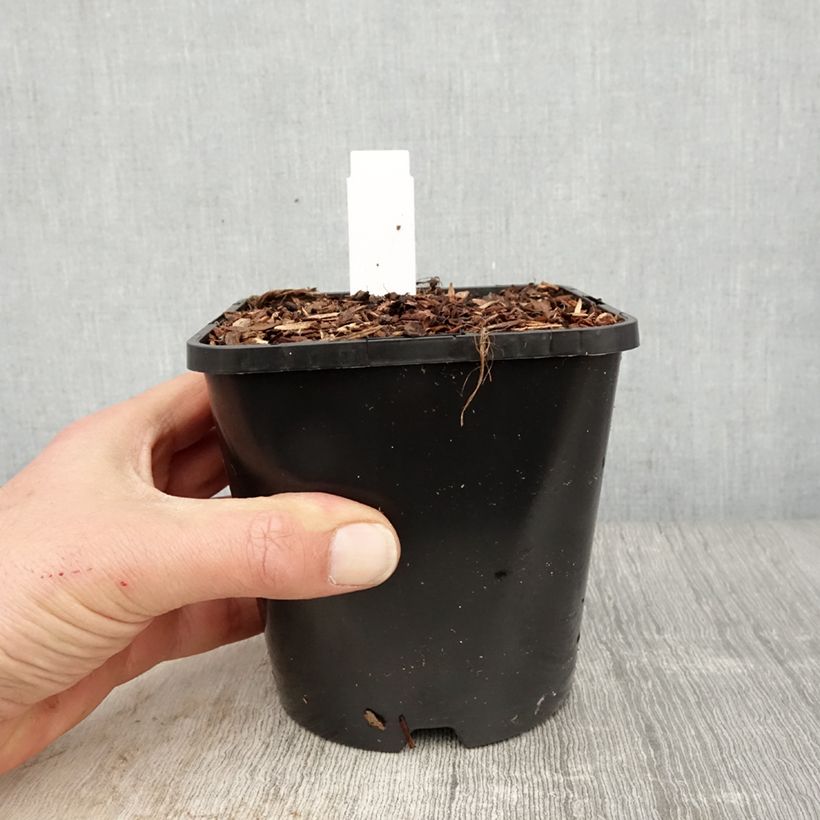 Example of Hosta Dream Queen Pot de 1,5L/2L as you get in printemps