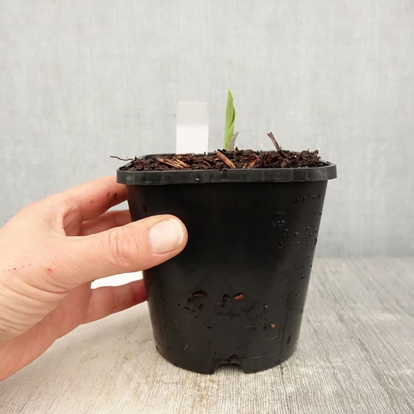 Example of Hosta Earth Angel Pot de 1,5L/2L as you get in printemps