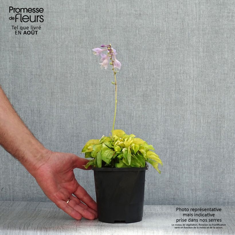 Spécimen de Hosta Faithfull Heart Pot de 1,5L/2L tel que livré en été