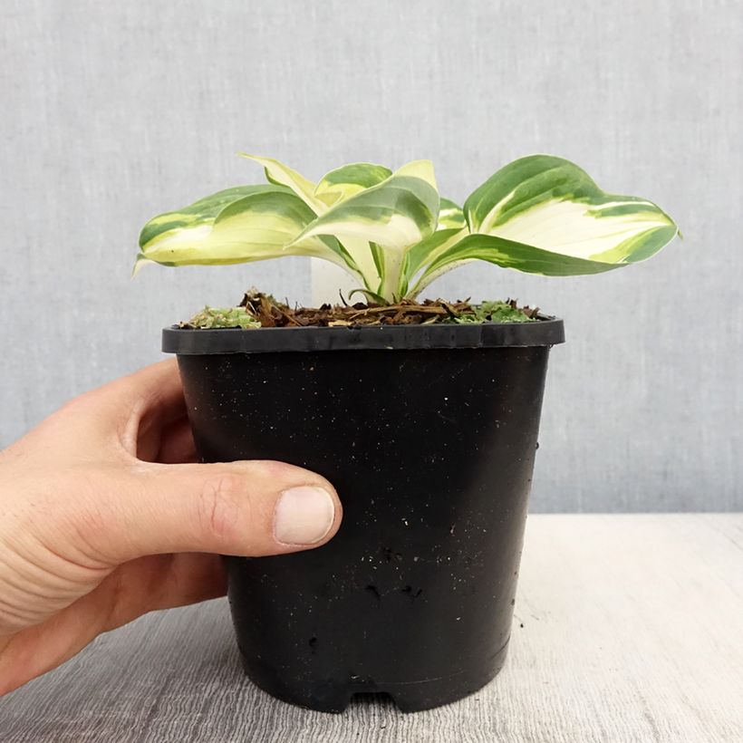 Example of Hosta Fire and Ice Pot de 1,5L/2L as you get in printemps