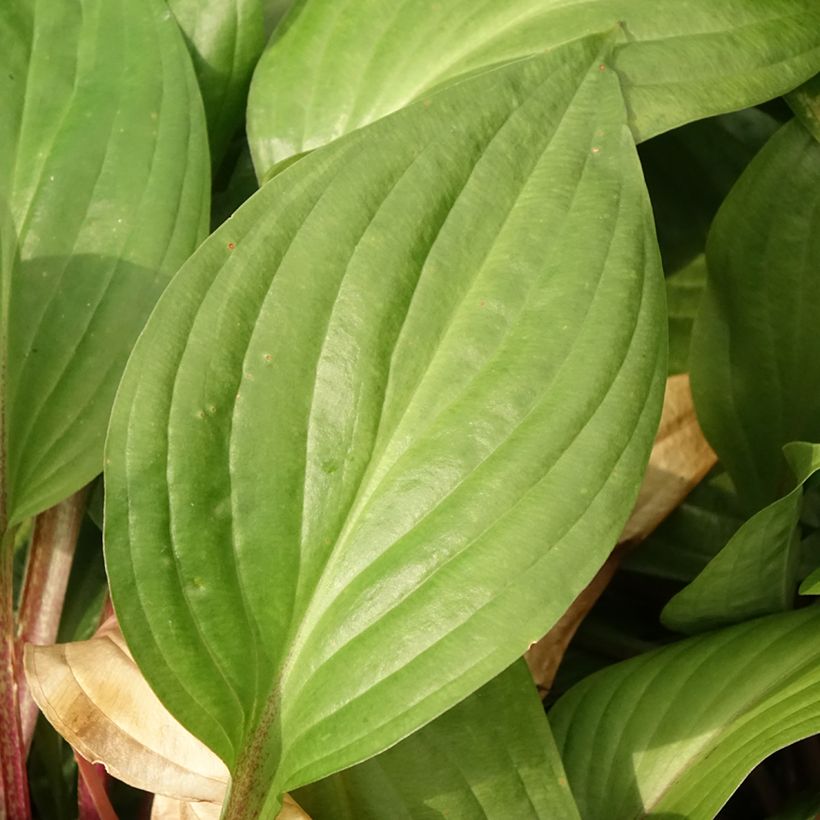 Hosta First Blush (Feuillage)
