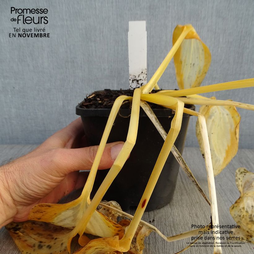 Spécimen de Hosta Forbidden Fruit Pot de 1,5L/2L tel que livré en automne