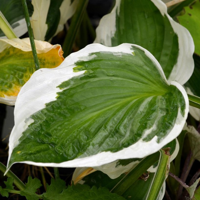 Hosta fortunei Patriot (Feuillage)