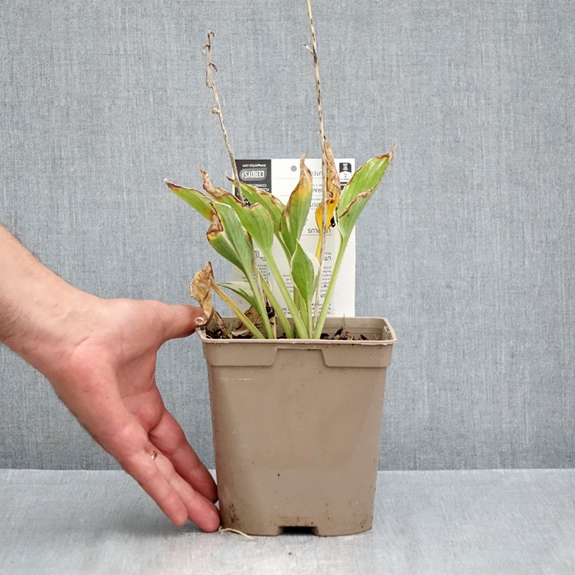 Spécimen de Hosta Patriot Pot de 2L/3L tel que livré en automne