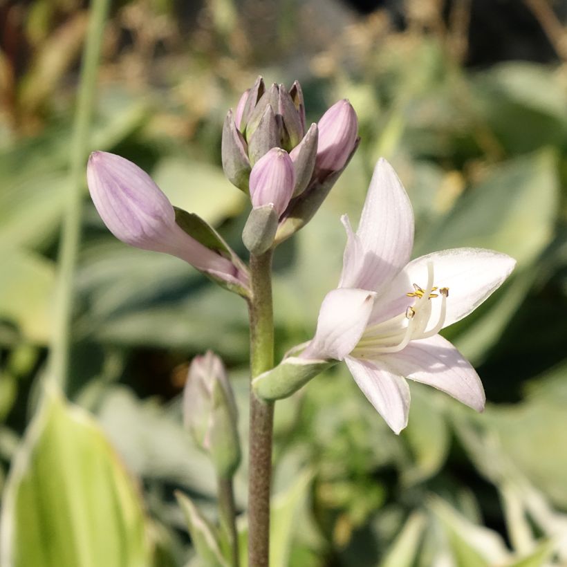 Hosta fortunei Patriot (Floraison)