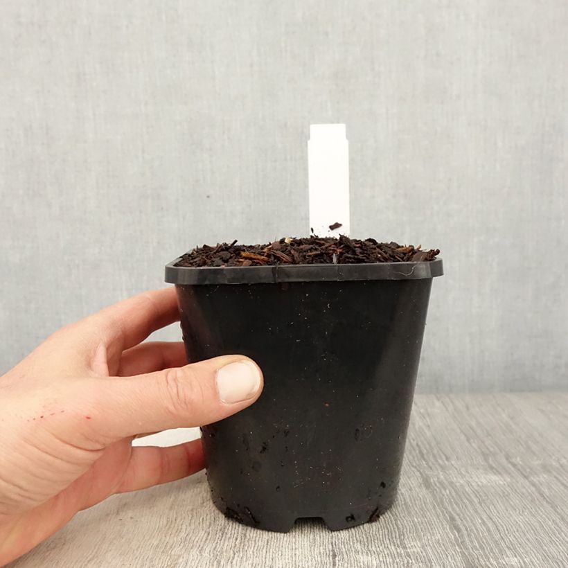 Example of Hosta fortunei Twilight Pot de 1,5L/2L as you get in printemps