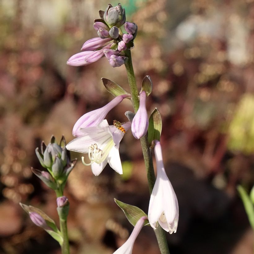 Hosta fortunei var hyacinthina (Flowering)