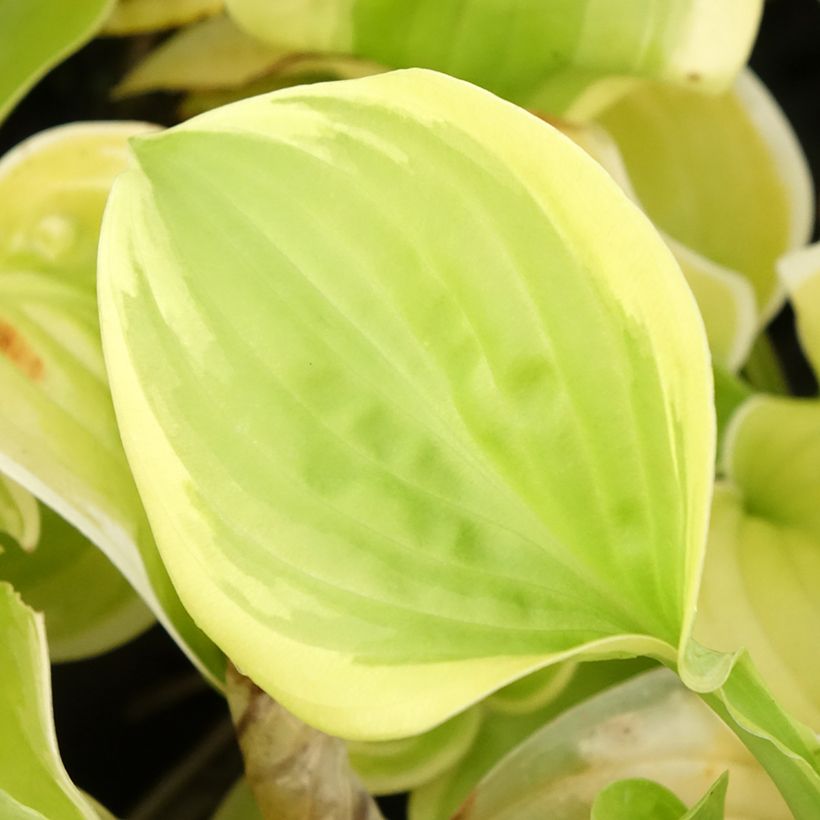 Hosta Fragrant Bouquet (Feuillage)