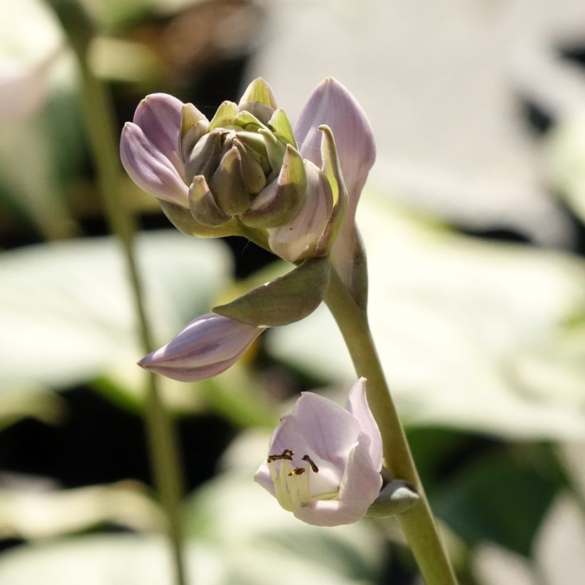 Hosta Goldbrook Glimmer (Floraison)