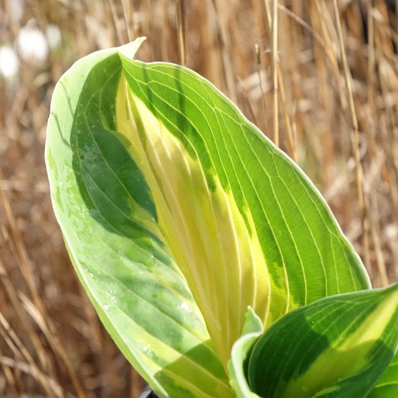 Hosta Great Expectations (Feuillage)