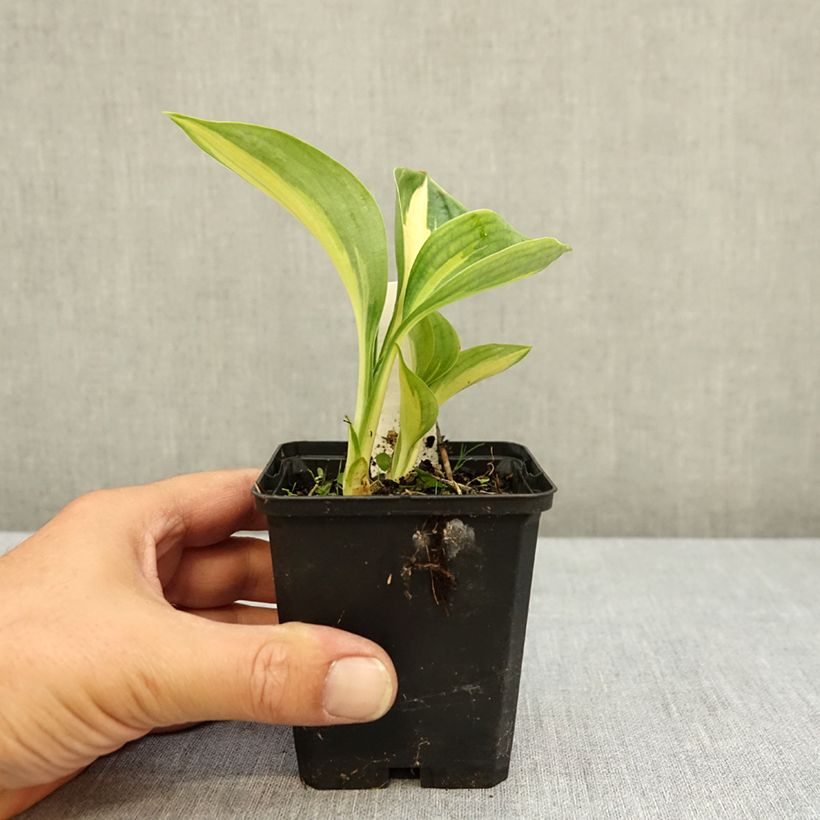 Spécimen de Hosta Great Expectations Godet de 8/9 cm tel que livré en été