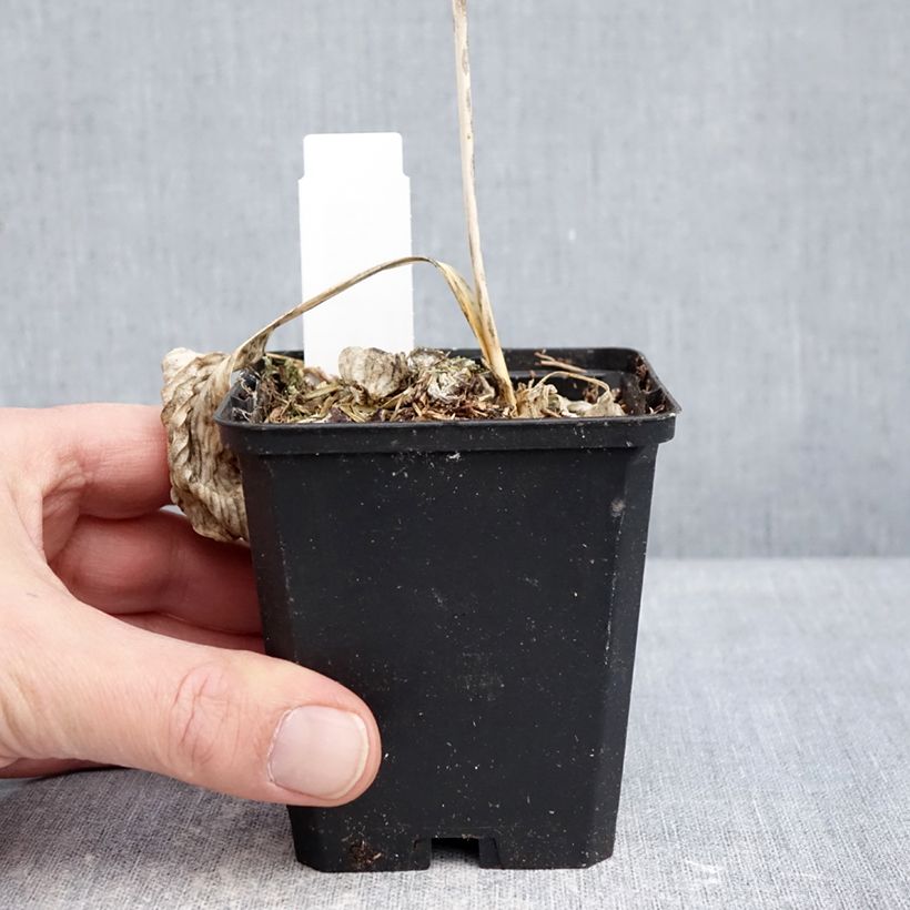 Spécimen de Hosta Great Expectations Godet de 8/9 cm tel que livré en hiver