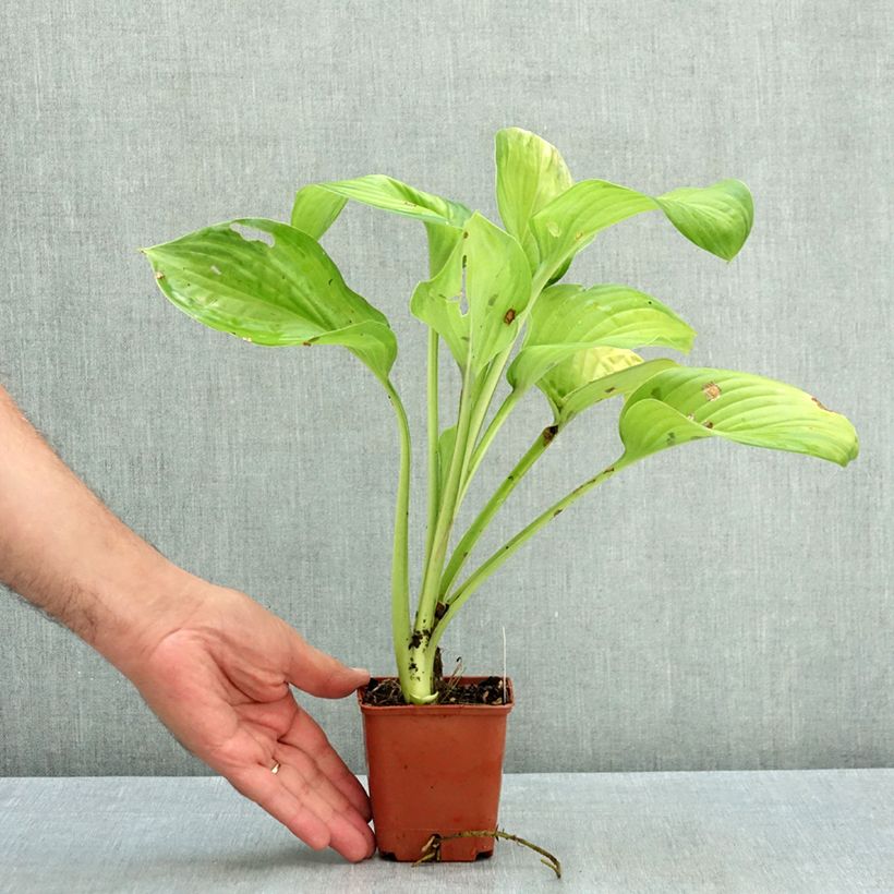 Spécimen de Hosta Guacamole Godet de 8/9 cm tel que livré en été