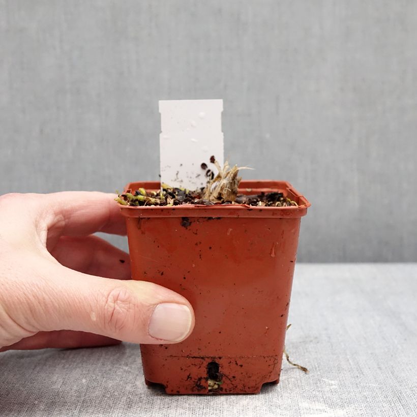 Example of Hosta Guacamole Godet de 8/9 cm as you get in hiver