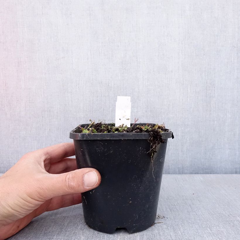 Spécimen de Hosta Hands Up Pot de 1,5L/2L tel que livré au printemps