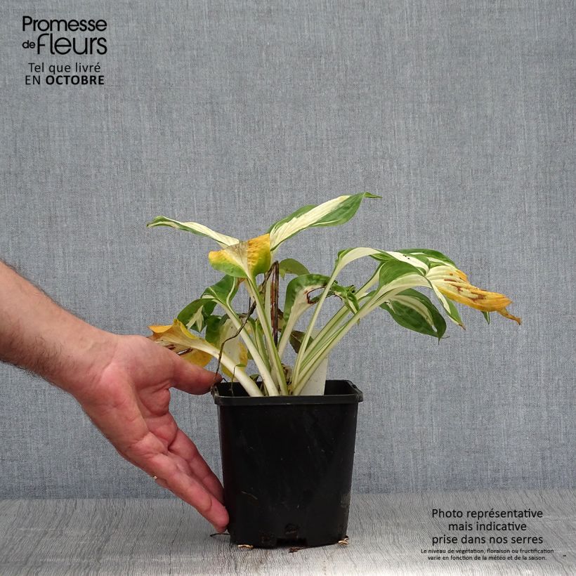 Spécimen de Hosta Hans Pot de 1,5L/2L tel que livré en automne