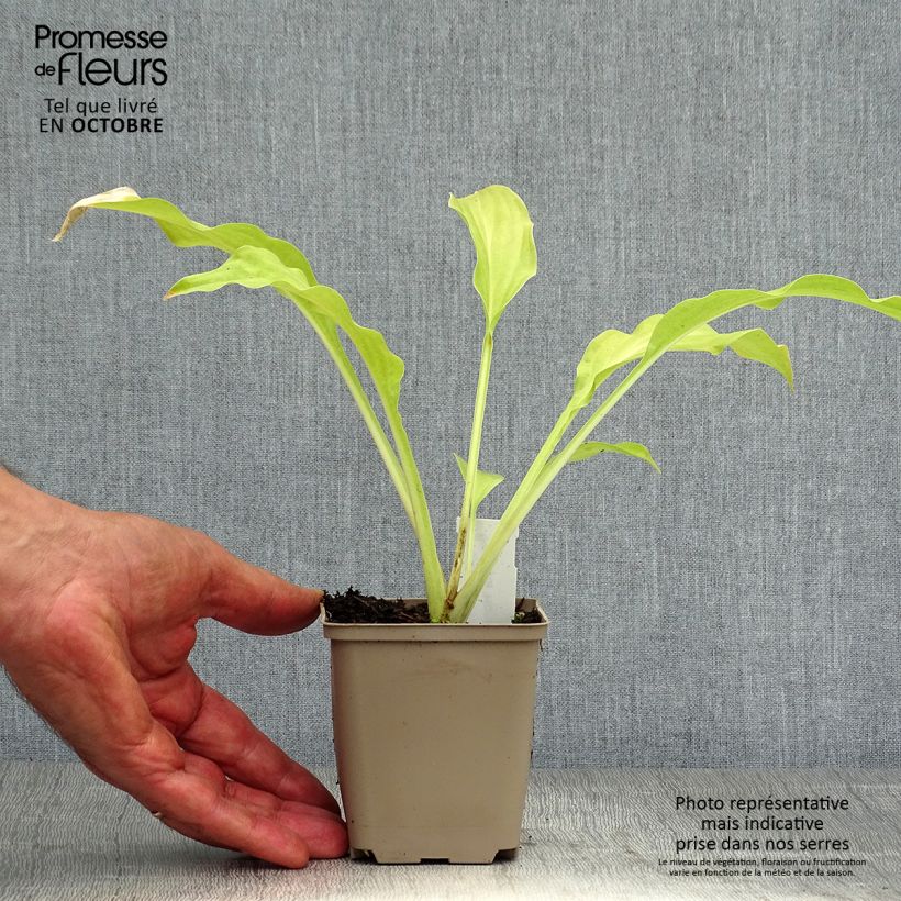 Spécimen de Hosta Honeybells Godet de 8/9 cm tel que livré en automne