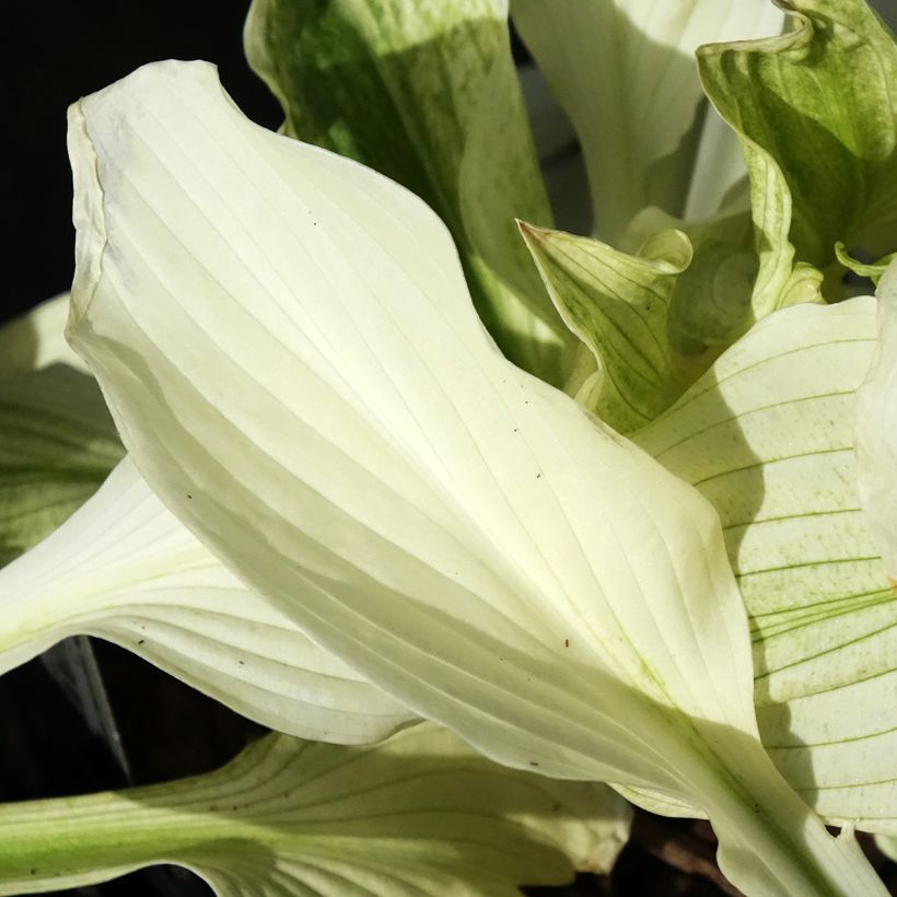Hosta Improved White Feather (Feuillage)
