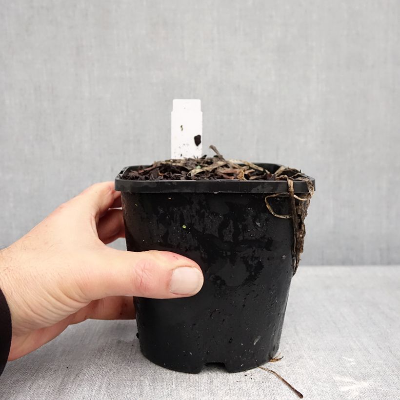 Spécimen de Hosta Improved White Feather Pot de 1,5L/2L tel que livré en automne