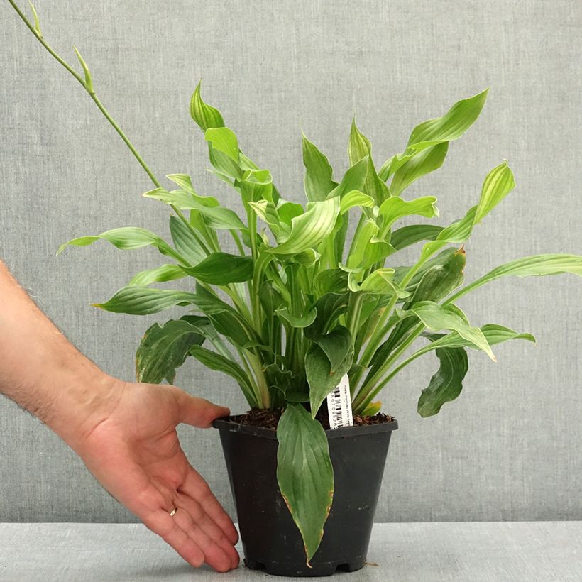 Spécimen de Hosta Improved White Feather Pot de 1,5L/2L tel que livré en été