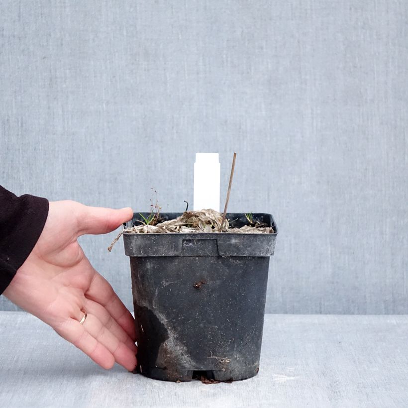 Example of Hosta June Pot de 2L/3L as you get in hiver