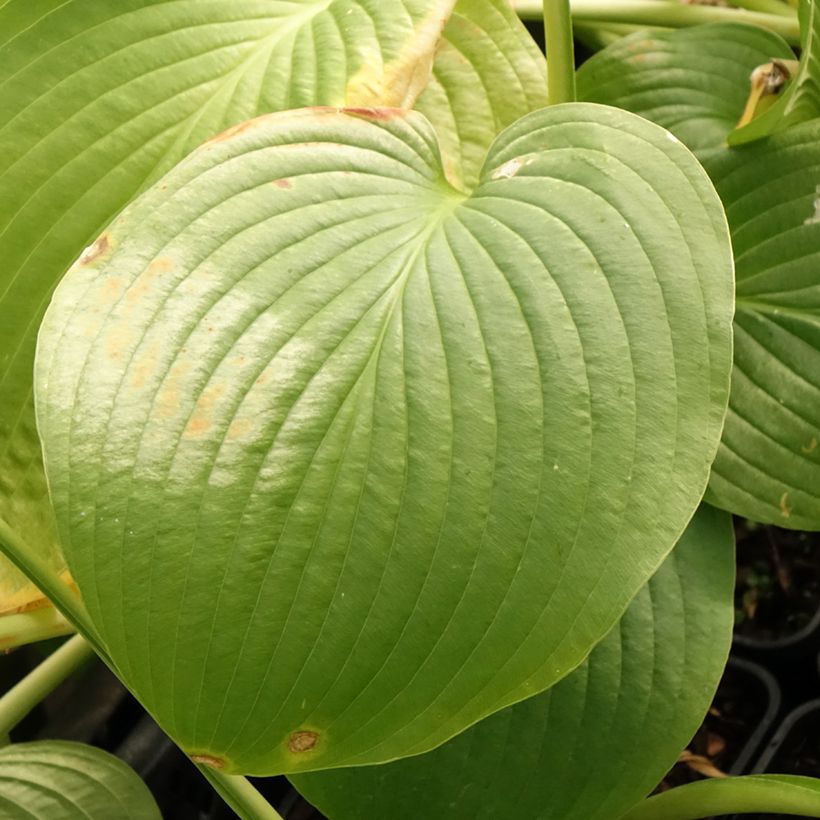 Hosta Jurassic Park - Hosta géant (Foliage)