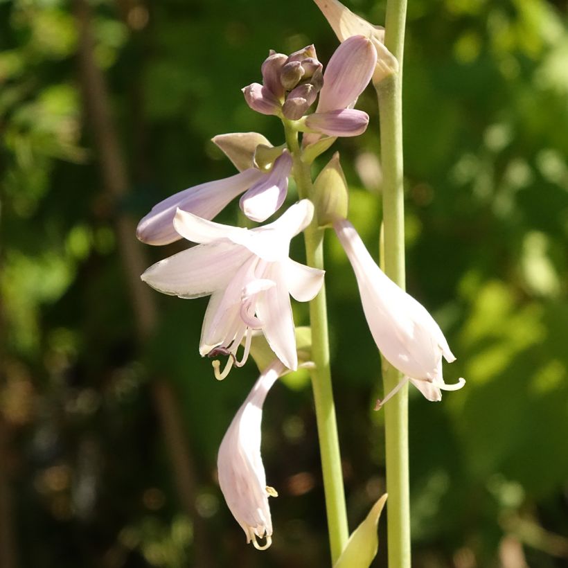 Hosta Ki Ren Jyaku (Floraison)