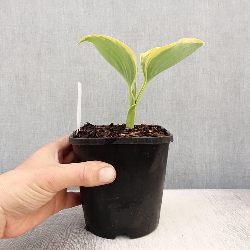 Spécimen de Hosta Liberty Pot de 1,5L/2L tel que livré au printemps