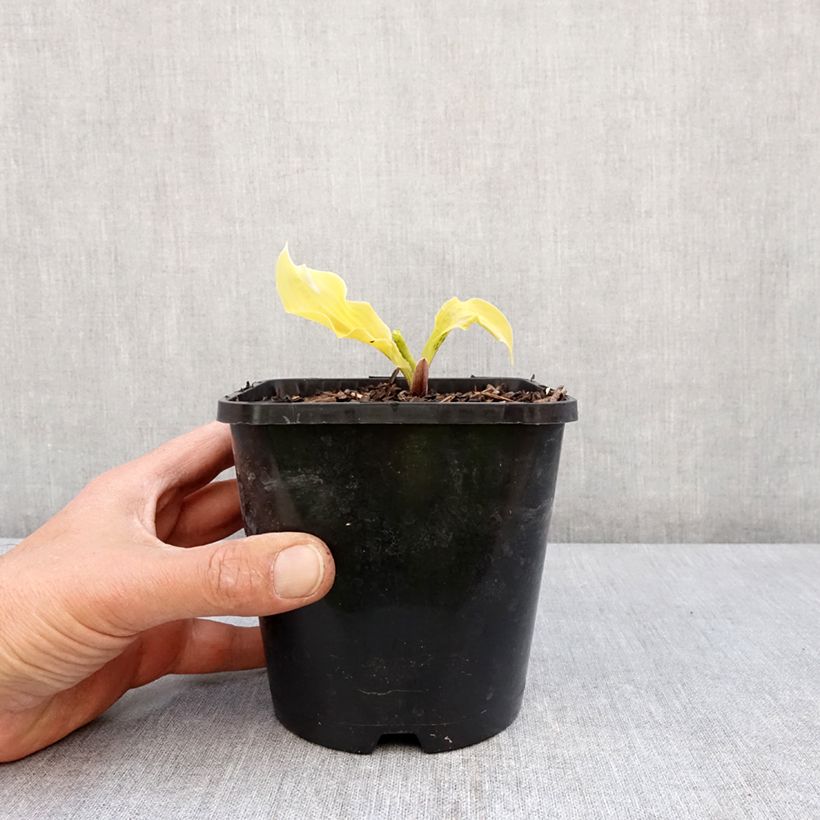 Spécimen de Hosta Lipstick Blonde Pot de 1,5L/2L tel que livré au printemps