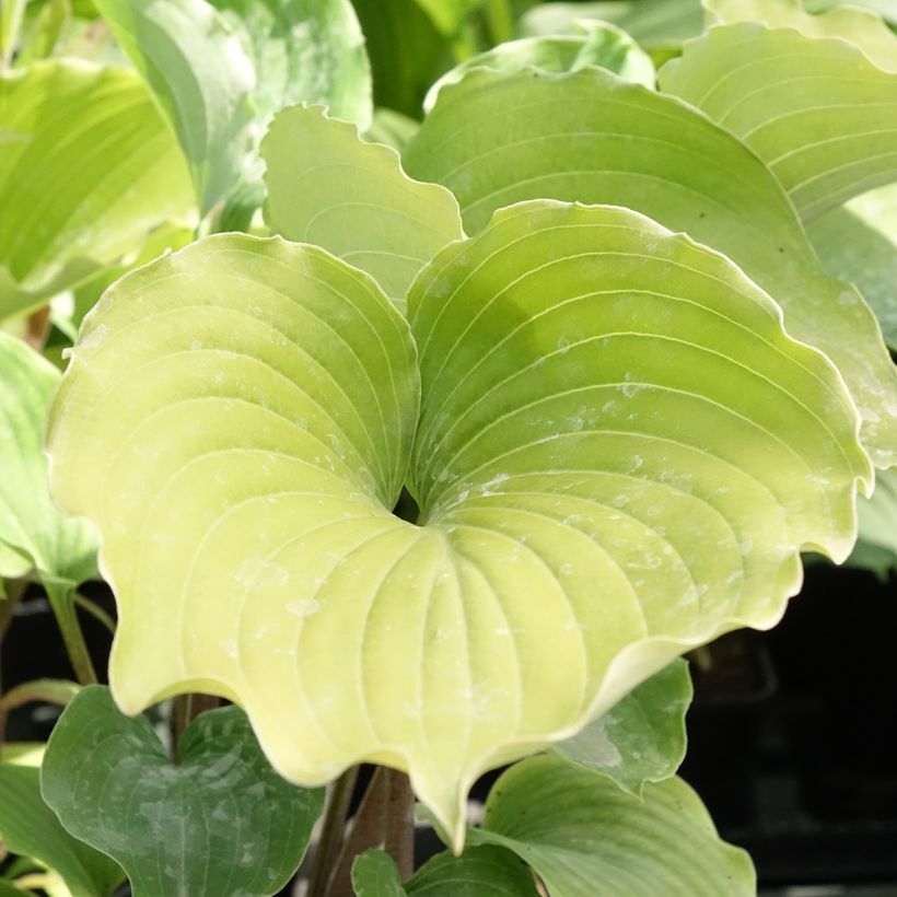 Hosta Marilyn Monroe (Feuillage)