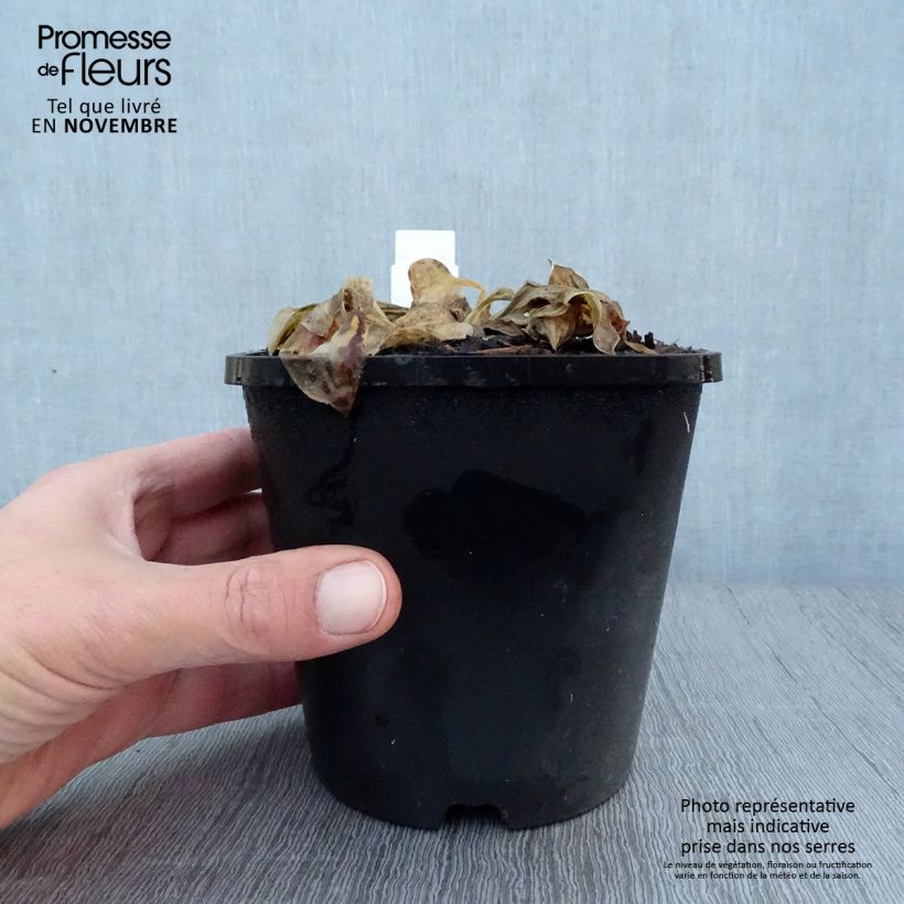 Spécimen de Hosta Mighty Mouse Pot de 1,5L/2L tel que livré en automne