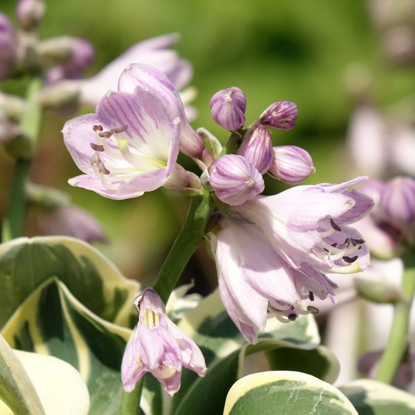 Hosta Mighty Mouse (Flowering)