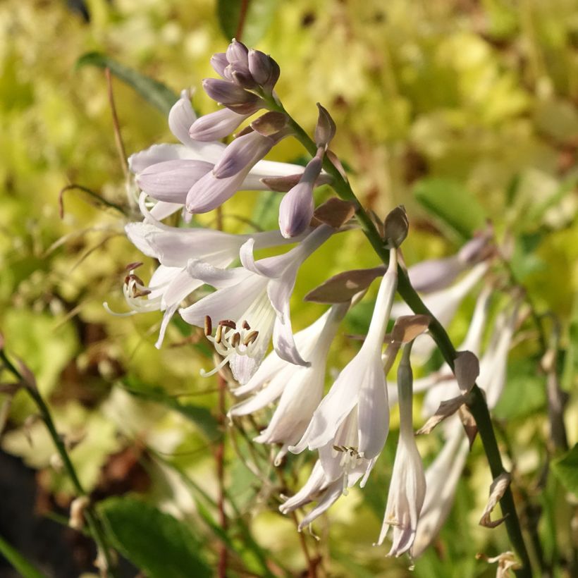 Hosta montana Yellow River (Flowering)