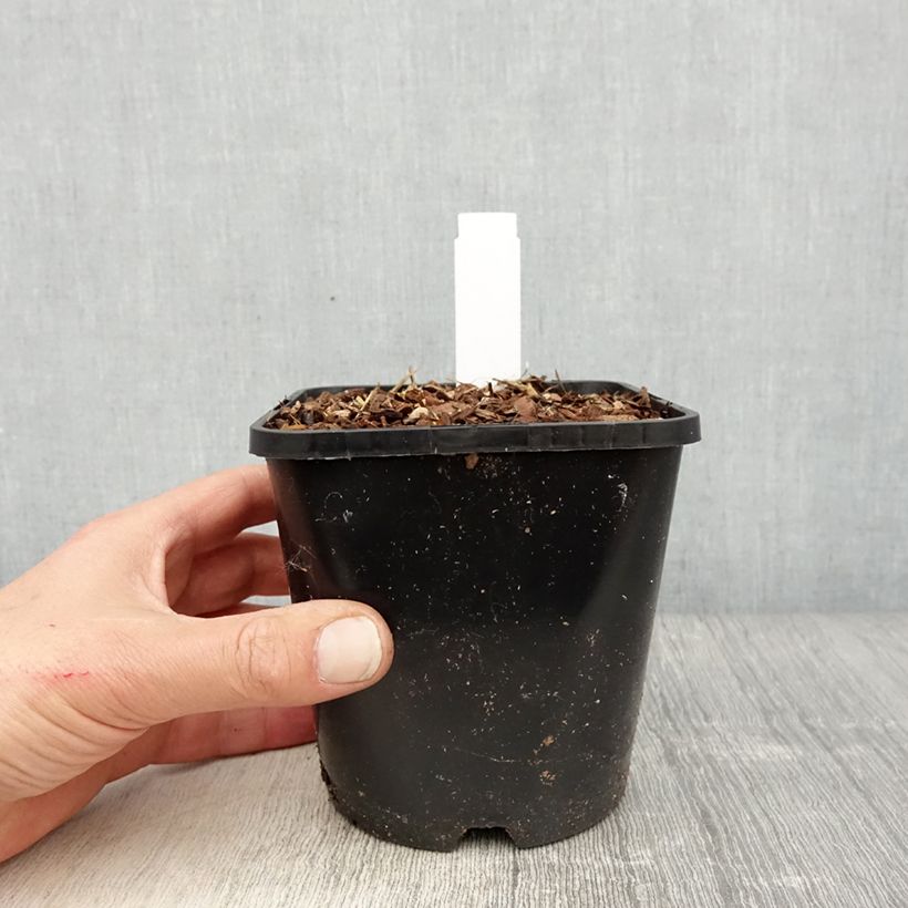 Example of Hosta montana Yellow River Pot de 1,5L/2L as you get in printemps